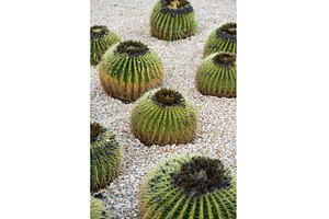 Golden barrel cacti growing in arid, a Nature Photo by volodymyrshtun13795