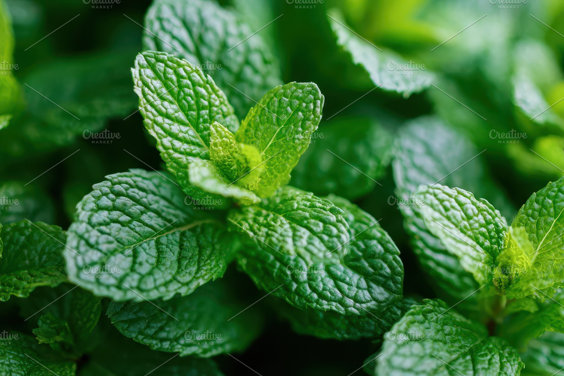 Closeup of ripe and tasty green mint leaves, a Nature Photo by AlyaAnd