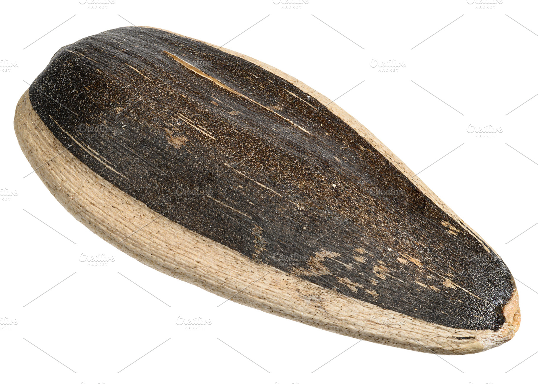 Close-up of a single sunflower seed. Texture of striped black an, a Food & Drink Photo by ndanko