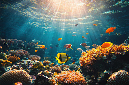 Vibrant underwater scene with colorf, a Background Photo by Pixeness