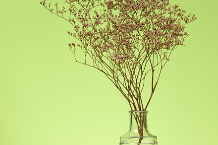 bouquet of dried flowers in a glass transparent vase on a white, a Nature Photo by ndanko