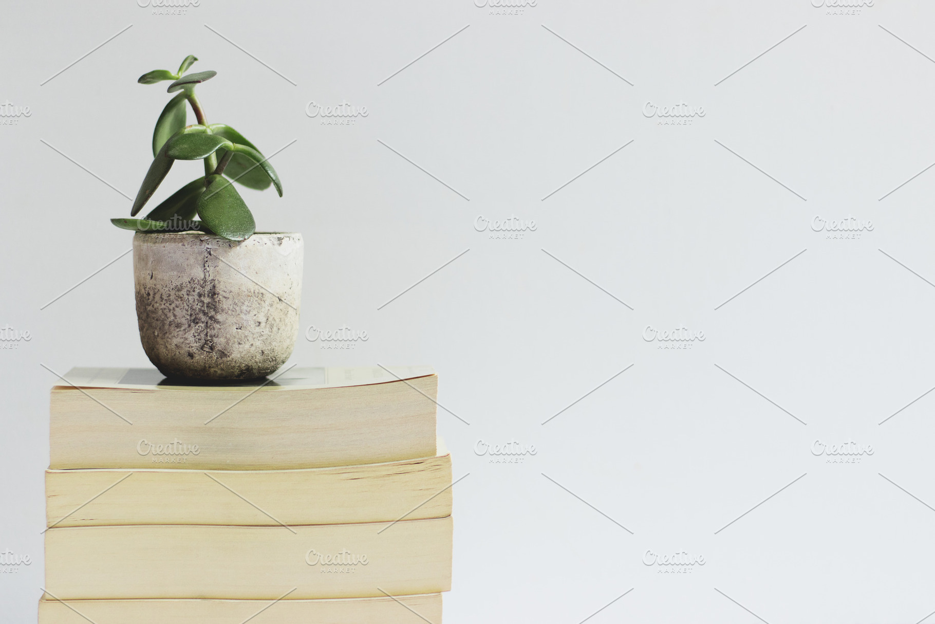 Stack of Books with Succulent, a Nature Photo by René Jordaan Photography