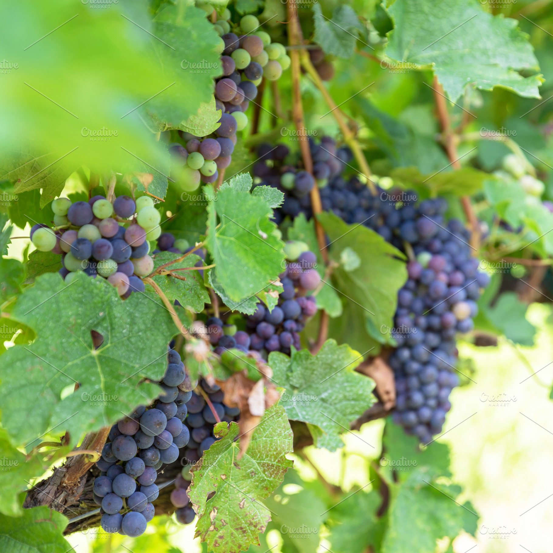 Growing grapes, a Nature Photo by KYNA STUDIO