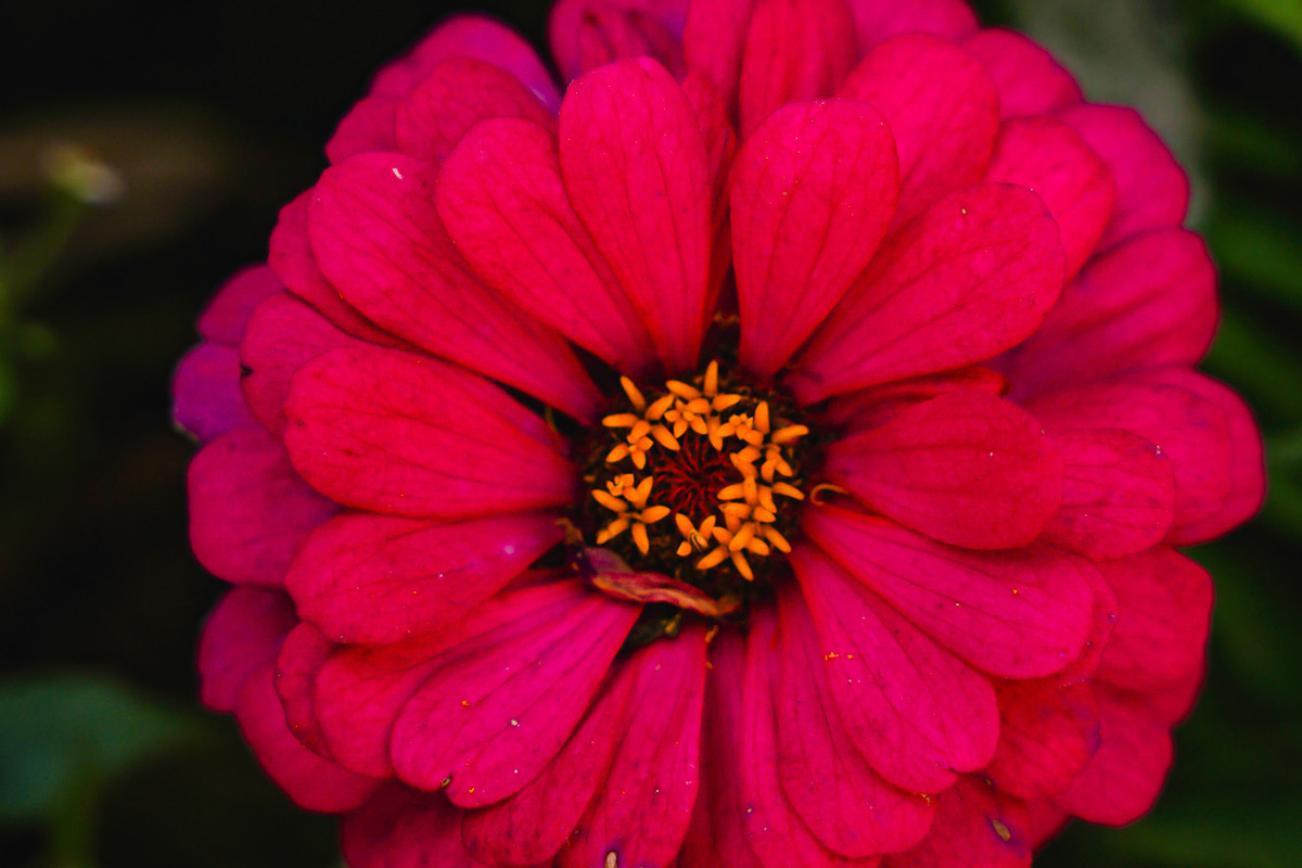 Flower & Garden Collection 15 photos, a Nature Photo by Silent Nature (Photo 10 of 14)