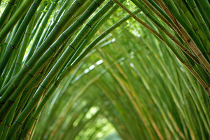 Tranquil pathway in a lush bamboo forest, a Nature Photo by AlyaAnd
