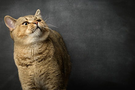 portrait of a gray Scottish straight cat on a black background, an Animal Photo by ndanko