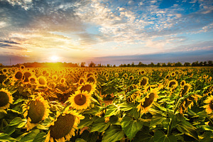 Sunflower field featuring sunflower, sun, and flower