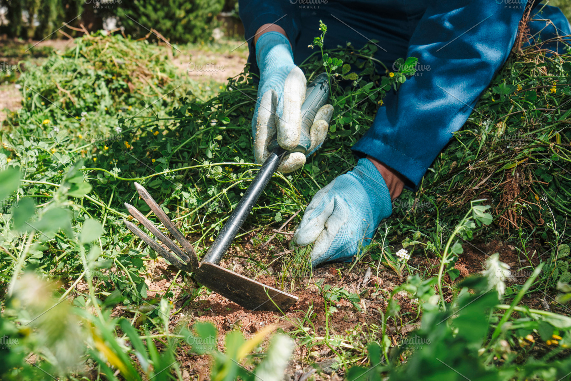 farmer man uses a tool to remove grown weeds, a Photo by Nito