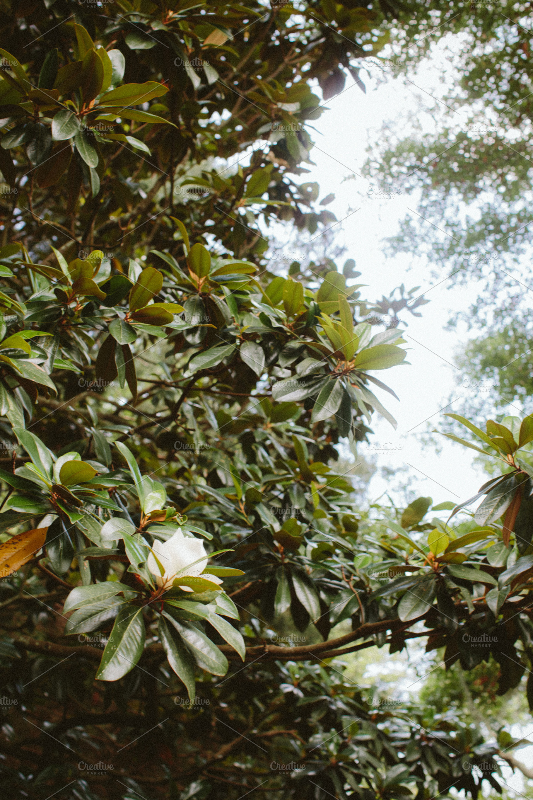Magnolia Featuring Magnolia Tree And Flowering