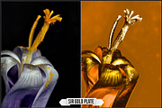 Solarized IR Inspired profiles LUTs, a Plug-in Add-On by Raztrend (Thumbnail 5 of 30)
