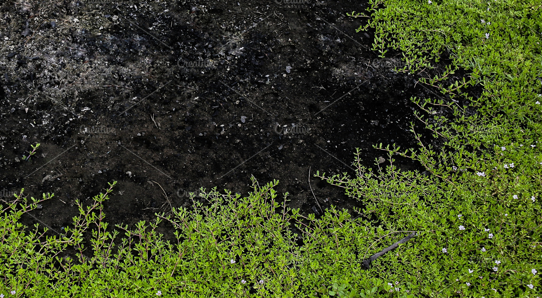 Climbing plants that cover the black, a Background Photo by bastera