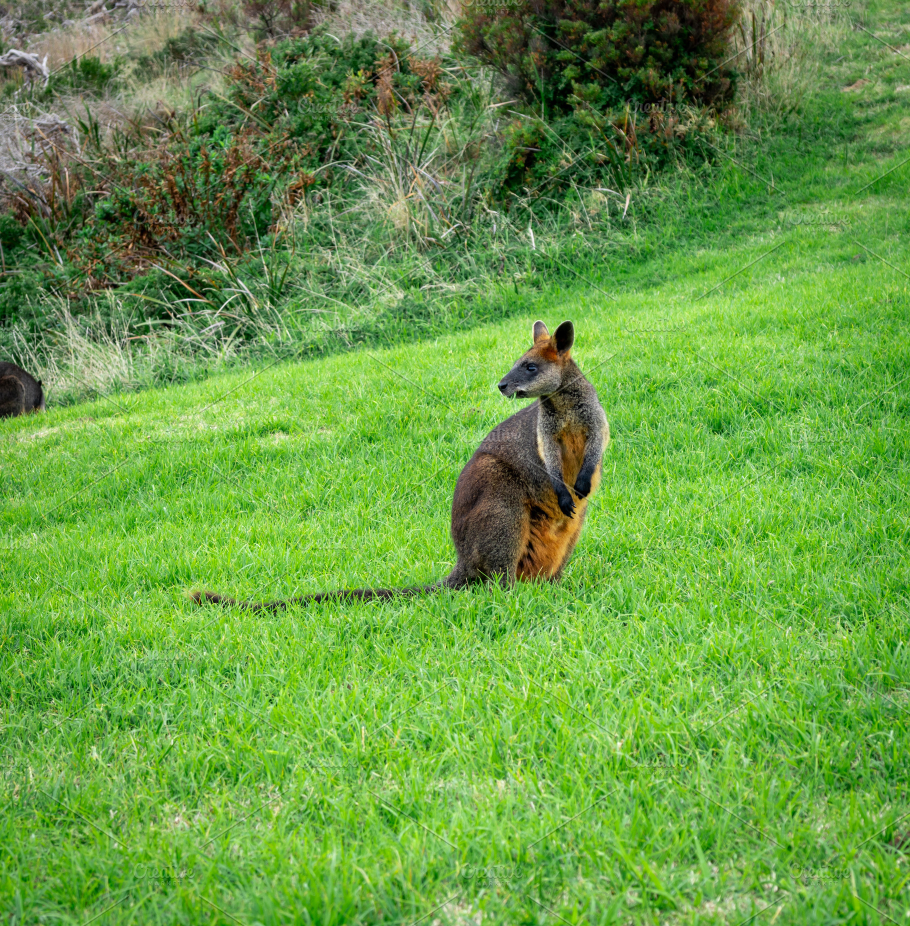 Wallaby in Cape Otway Lightstation park, along the Great Ocean R, an Animal Photo by GoodGoods
