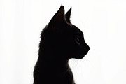 Cat Silhouette Vector Bundle, a Graphic by BIPLOB EXPERT (Thumbnail 10 of 11)