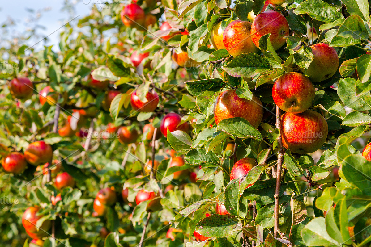 Feeling Apple, a Templates & Theme by Feelings (Photo 4 of 5)