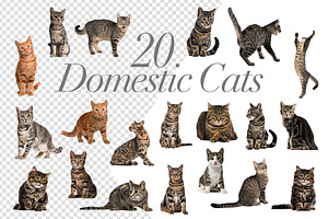 100 Cats Bundle - Cut-out Pictures