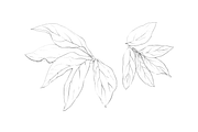 Hand Sketched Peonies, an Object Graphic by VictoriaKStudio (Thumbnail 5 of 9)
