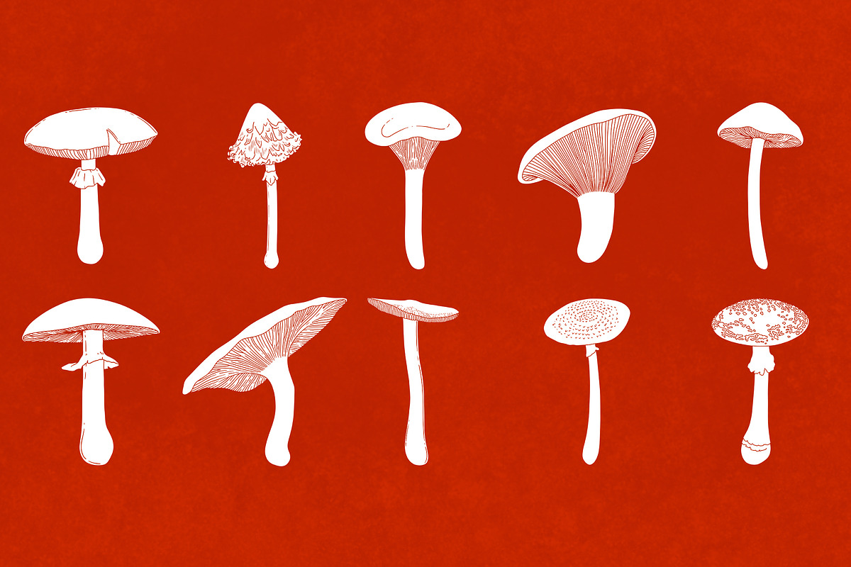 Procreate Wild Mushroom Stamps, a Brush Add-On by BrushBoy (Photo 3 of 7)