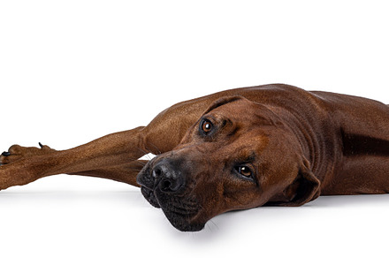 Rhodesian Ridgeback dog on white background, an Animal Photo by Cat'chy Images by Nynke