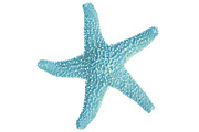 Blue Starfish Illustration, a Decorative Illustration by Digital Art Downloads (Thumbnail 1 of 3)