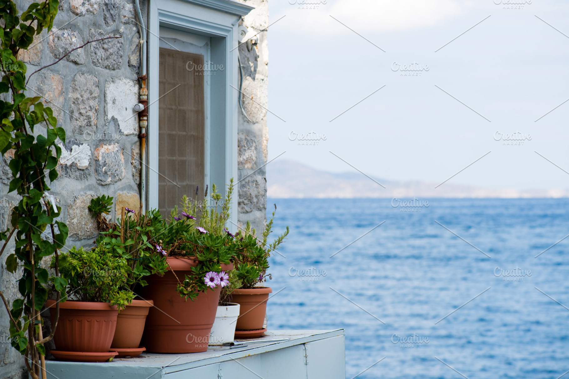 Plants With A View