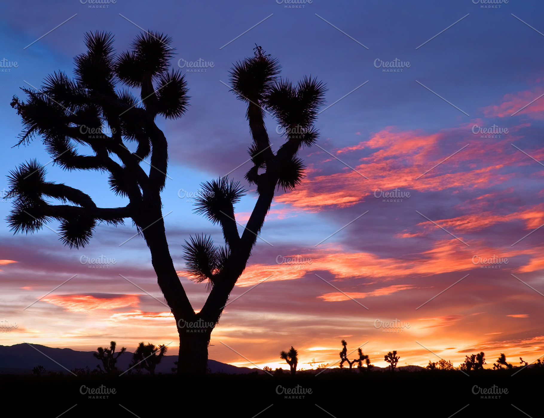Mojave Joshua Tree Sunset, a Nature Photo by David Schrader