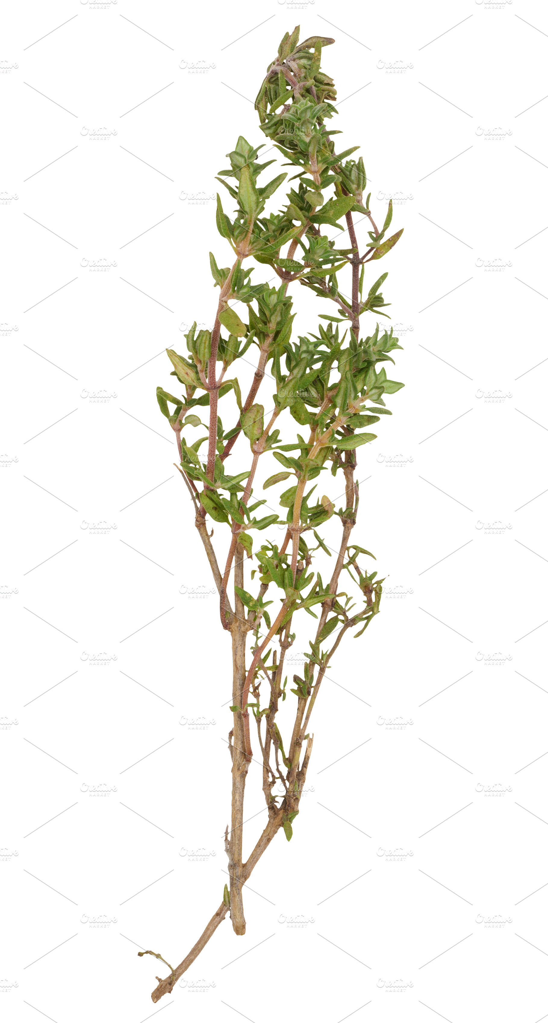 Thin sprig of fresh thyme with small green leaves and stem on is, a Food & Drink Photo by ndanko