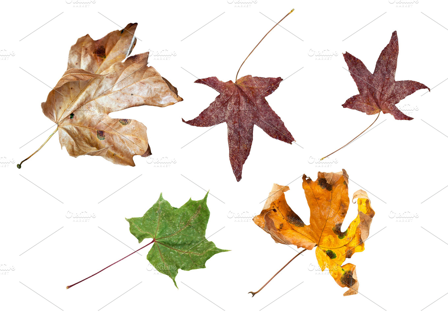 Autumn Dry Leaves