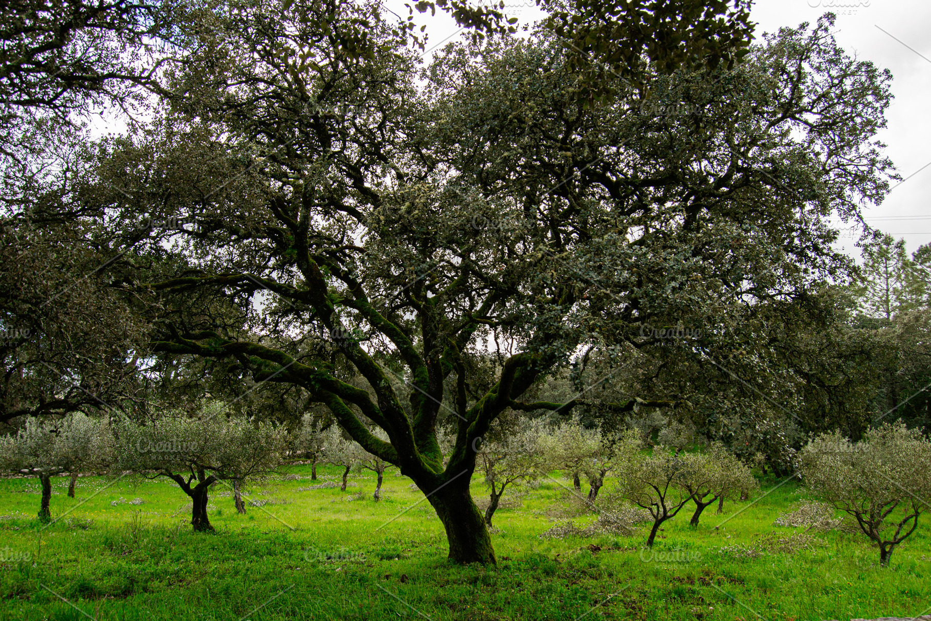 Wide view of olive trees and cork oaks near Fatima, Portugal under cloudy skies, a Photo by AS photostudio