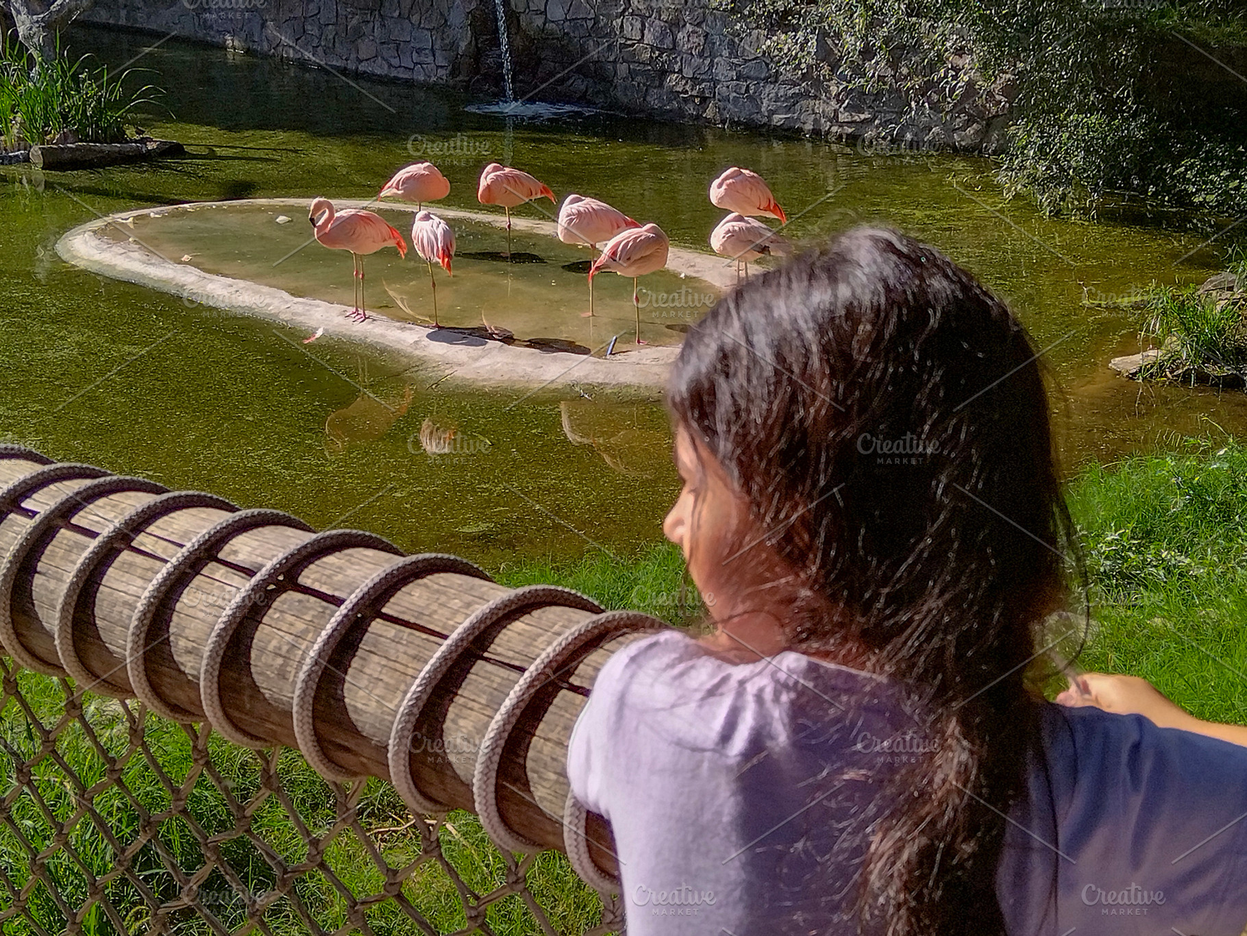 Child observing flamingos at villa dolores zoo park, montevideo,, a Nature Photo by DanFLCreativo