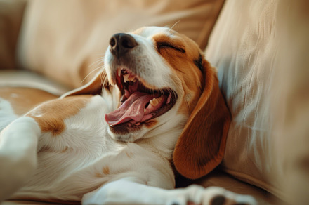 Cozy Beagle Enjoying a Relaxing Yawn on a Comfy Sofa - Generativ, an Animal Photo by José Manuel Gelpi