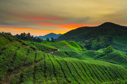 Sunrise at tea plantation featuring sunrise, tea, and plantation