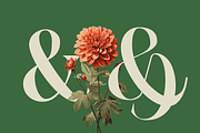 Louise - Elegant Ligatures Serif, a Serif Font by Fortunes Co (Thumbnail 7 of 14)
