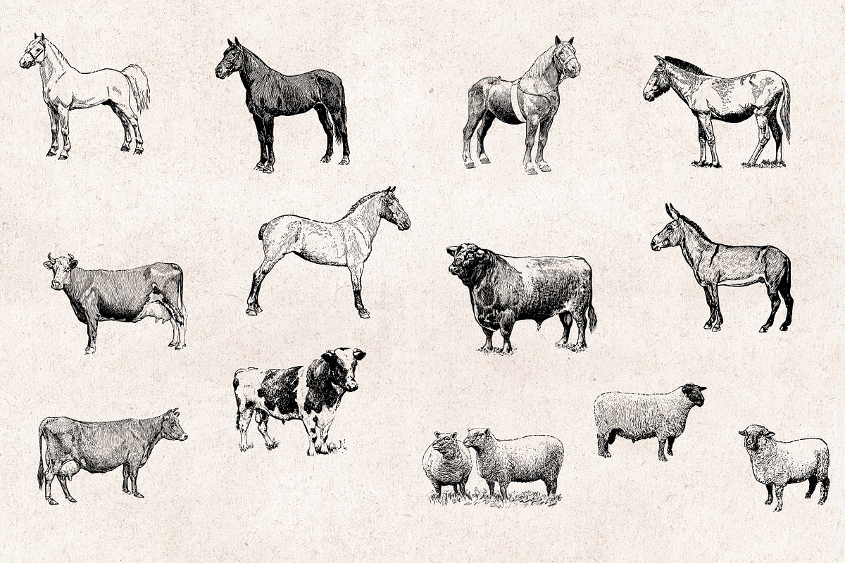 Farm Animals Engravings Set, an Object Graphic by Graphic Goods (Photo 3 of 5)