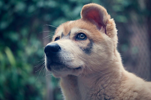 Northern Inuit Puppy