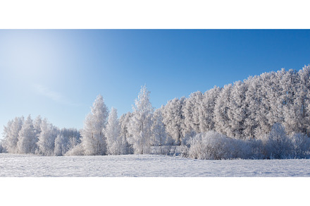 Branches of trees covered with frost, an Abstract Photo by Lukas Jonaitis SHOP
