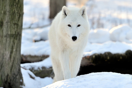 Wolf containing adult, arctic, and autumn, an Animal Photo by Byrdyak