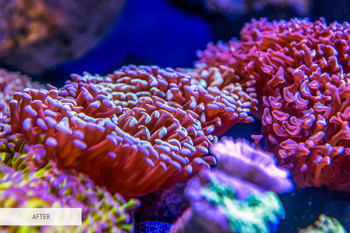 Underwater Photography Presets, a Plug-in Add-On by FixThePhoto (Photo 30 of 32)