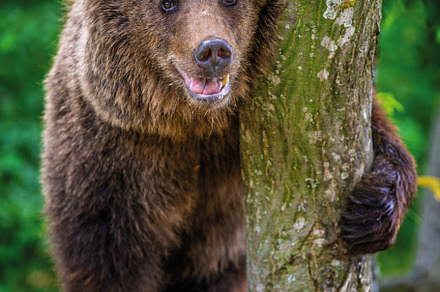 Close Bear cub clings to the side of the tree. Wildlife scene fr