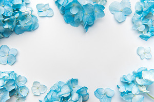 Blue hydrangeas forming floral frame on white background, a Background Photo by Olena Rudo