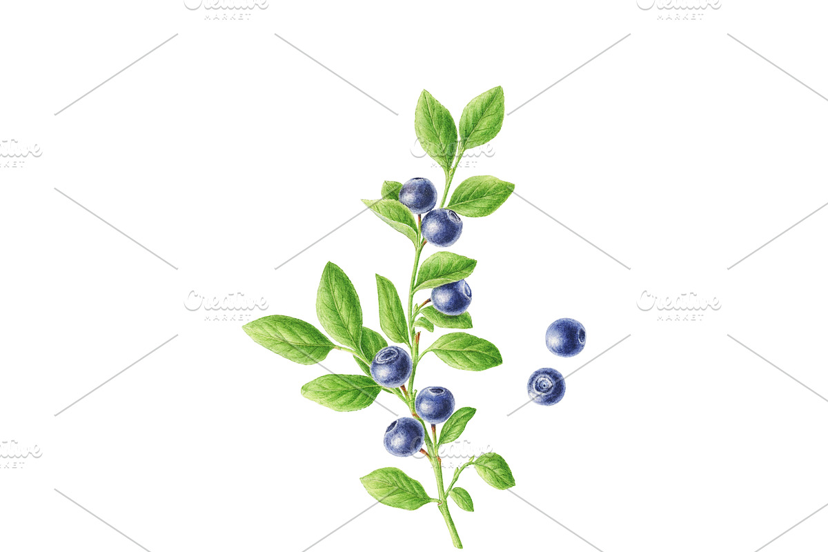 Watercolor Blueberry, a Food Illustration by Botanical Art Shop (Photo 2 of 2)