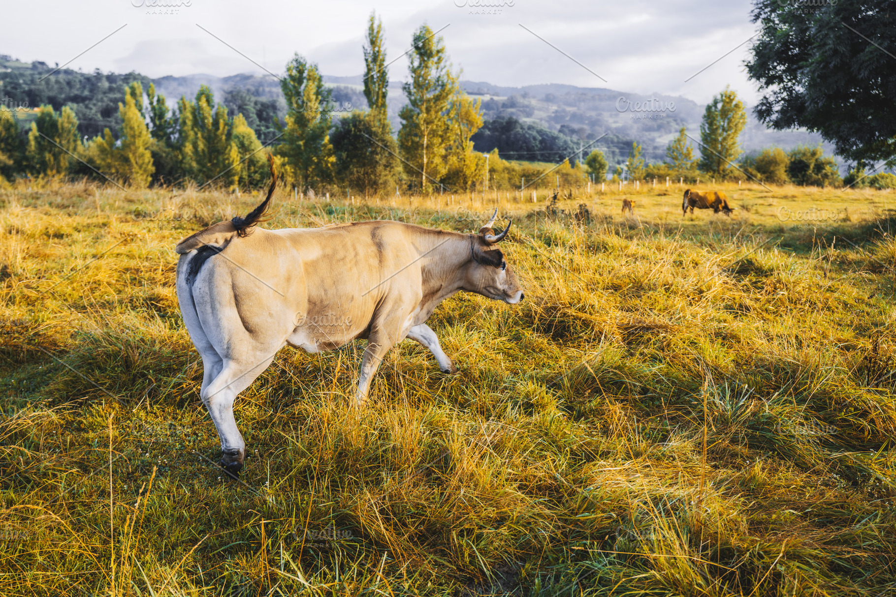 Cow walking in autumn pasture, an Animal Photo by SkyNext