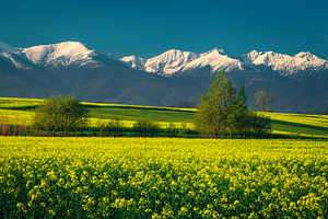 Blooming canola fields and mountains, a Nature Photo by Alpine Dreams