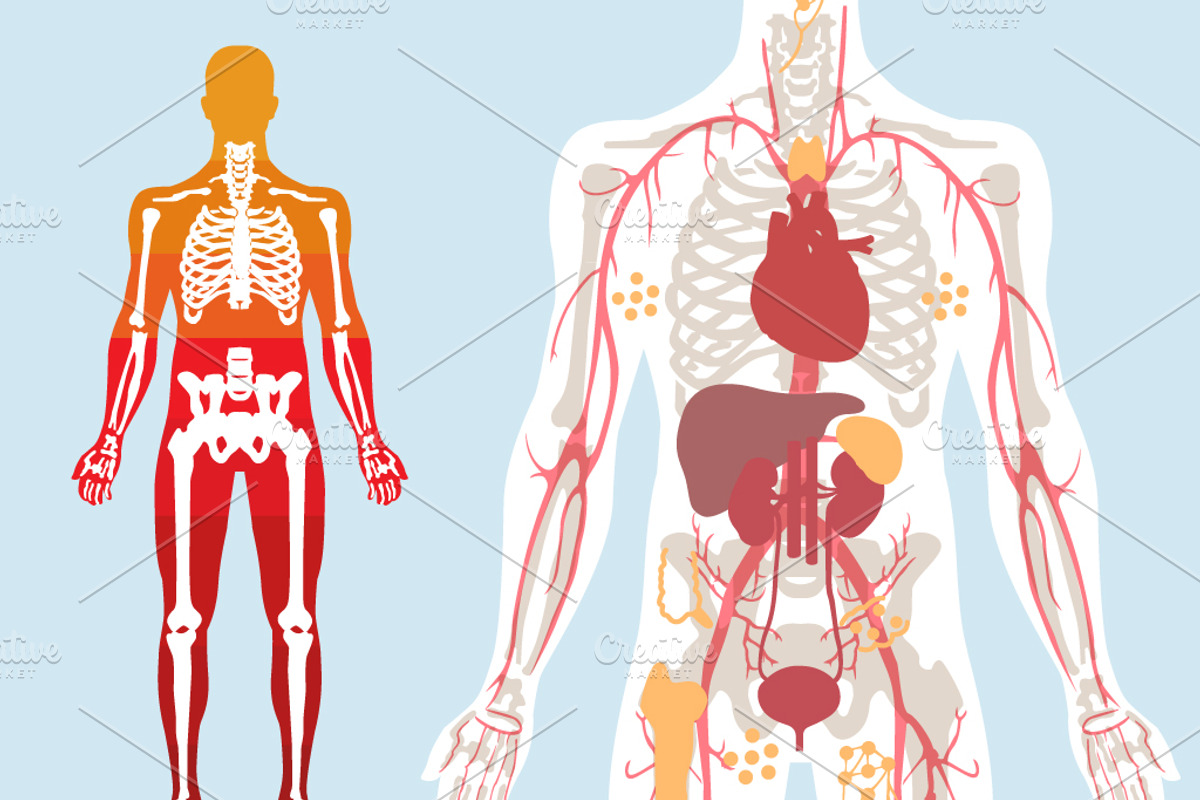 Human Body Anatomy, a Healthcare Illustration by Rekanice (Photo 2 of 3)