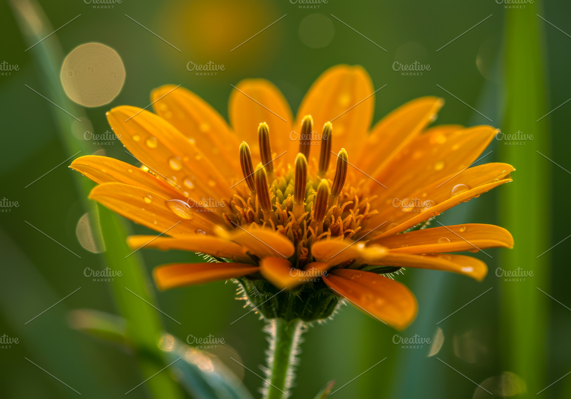Close-up of an orange flower with wa, a Nature Photo by professorinc