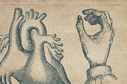 50 Procreate Anatomy Stamps, a Brush Add-On by Endete & Mazak brushes (Thumbnail 7 of 7)