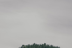 Pine forest under gray sky, a Wallpaper Photo by SkyNext