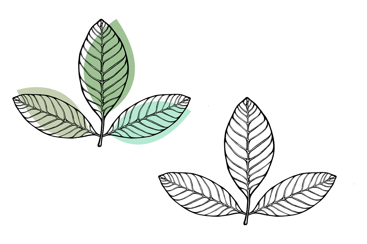 Vector Plant & Leaf Graphics, a Background Graphic by Dorey Kronick Art&Design (Photo 10 of 19)