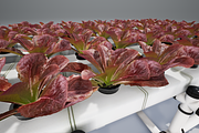 Hydroponics system LG, an Environmental 3D Model by AndrewWhite (Thumbnail 17 of 17)