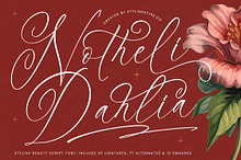Notheli Dahlia Stylish Beauty Script
