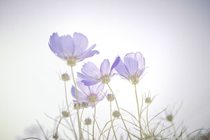 Dreamy blue cosmos flowers